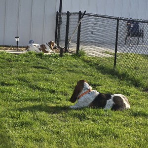 Fundraising Page: Caroline Scamp